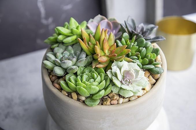 Succulent Plants (20 Pack) Fully Rooted in Planter Pots with Soil | Real Live Potted Succulents/Unique Indoor Cactus Decor by Plants for Pets